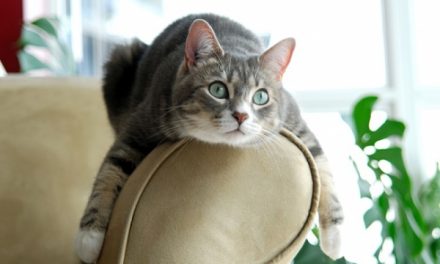 Кот в доме: как вписать в интерьер все необходимые атрибуты для содержания домашнего любимца