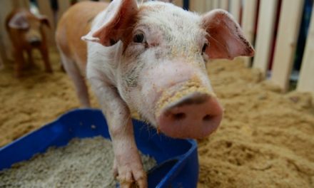 Тайскому инвестору отказано в строительстве свинофермы в подмосковном Зарайске