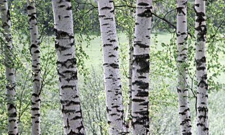 Более 500 тысяч деревьев высадят в Подмосковье 16 сентября